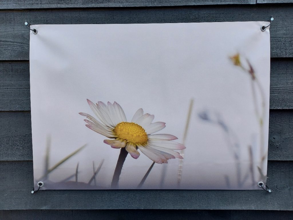 Tuinposter Madeliefje