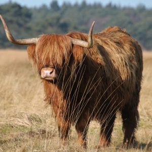 Wanddoek – Schotse Hooglander op het Hijkerveld