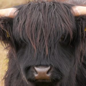 Wanddoek – Schotse Hooglander zwart