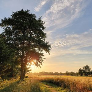 Wanddoek – Boom met zonsondergang bij graanveld