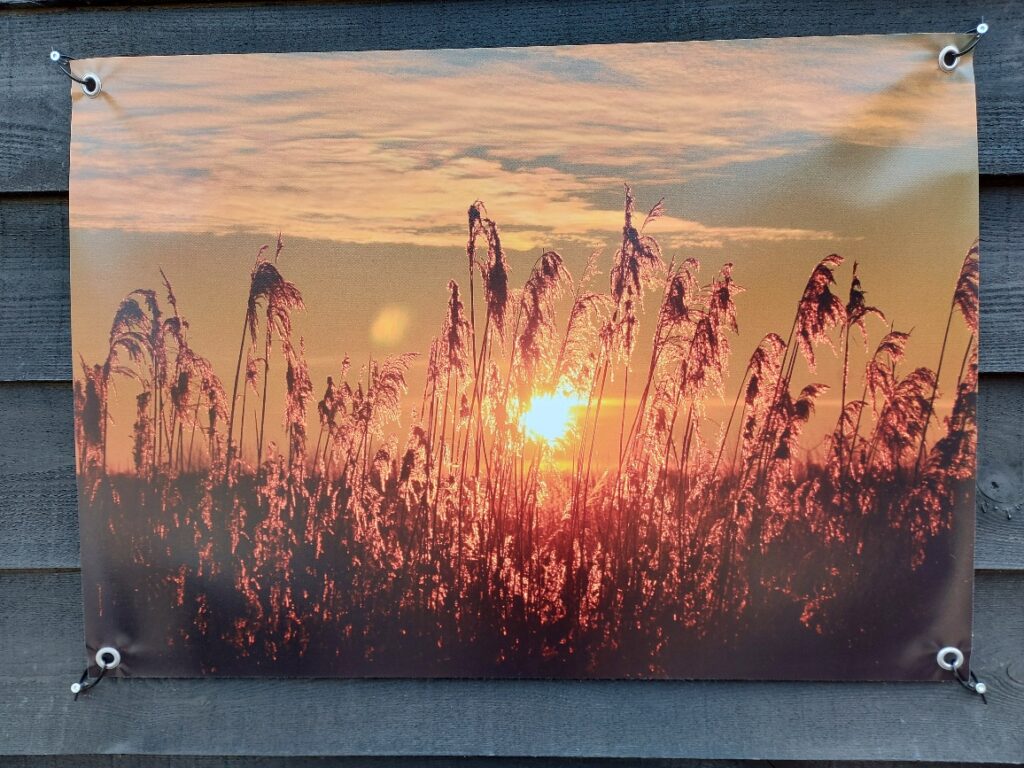 Zonsondergang met graspluimen tuinposter