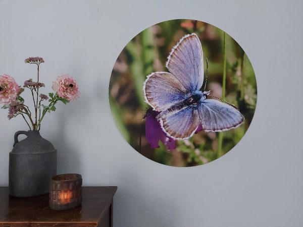 wandcirkel vlinder heideblauwtje - Country Deco