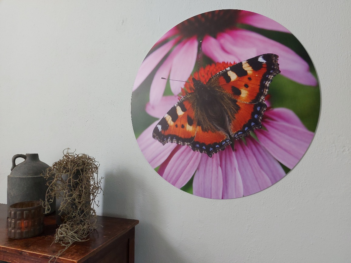 Muurcirkel vlinder - Country Deco
