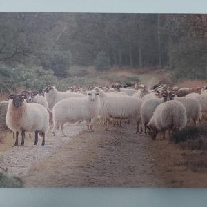 Houten wanddecoratie – Schapen in Exloo