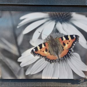 Tuinposter vlinder Kleine Vos – Sepia