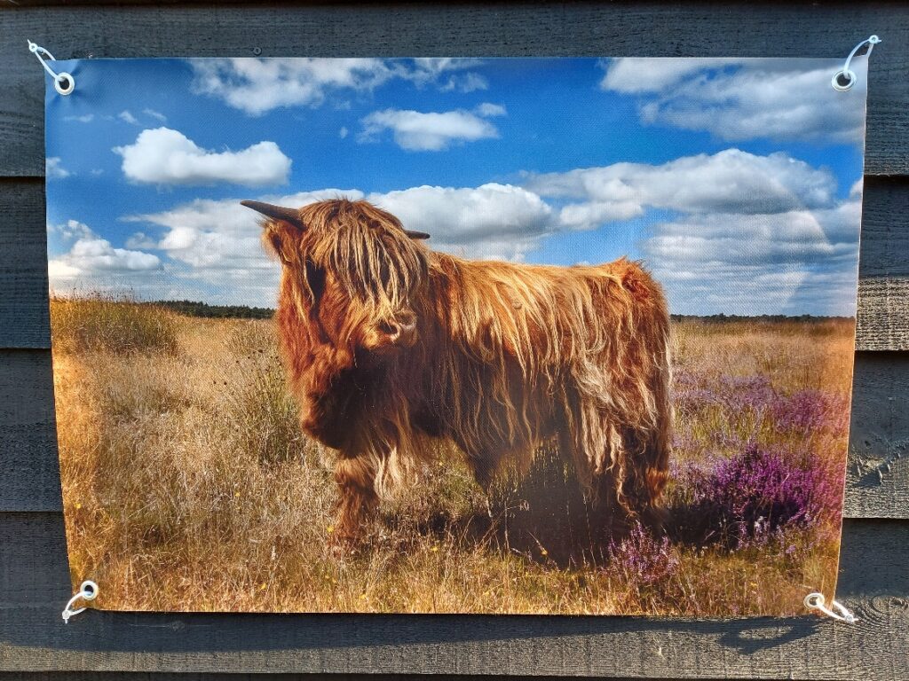 Tuindoek Schotse Hooglander op de heide