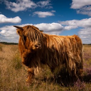 Wanddoek – Schotse Hooglander op de heide