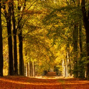 Wanddoek – Bos in de herfst