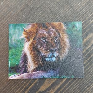 Koelkastmagneet leeuw – Country Deco