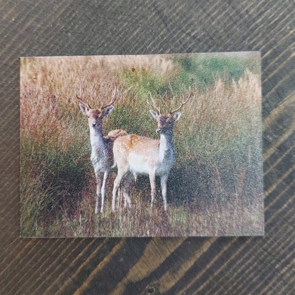 Magneet met een landelijke afbeelding van twee damherten, van het merk Country Deco.