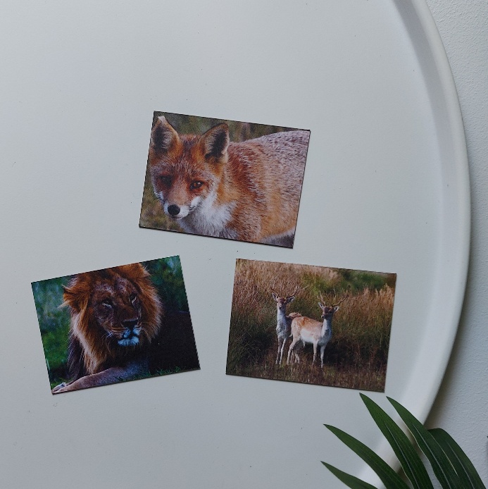 Set van drie magneten met dieren. De koelkastmagneet met een leeuw, vos en damherten zijn van het merk Country Deco.