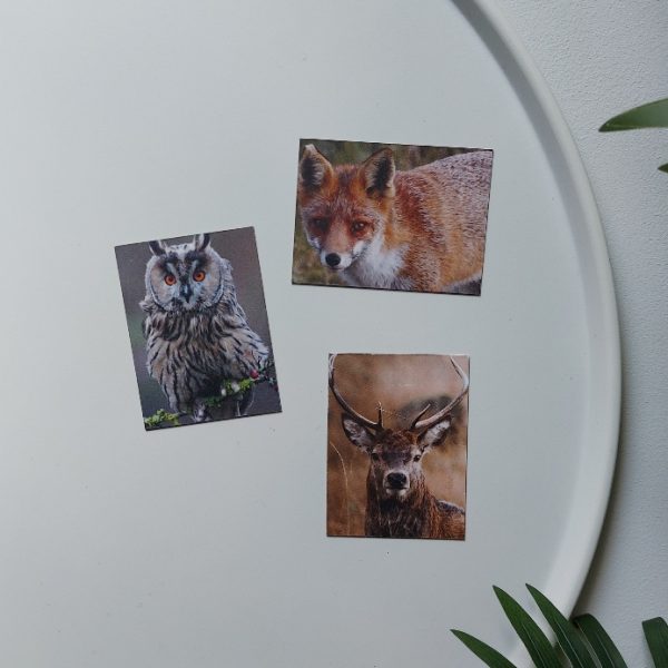 Set van 3 magneten met bosdieren. De koelkast magneet met een uil, hert en vos zijn van het merk Country deco,