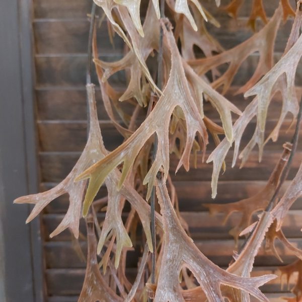 Hertshoorn kunstplant met bruin blad van Brynxz