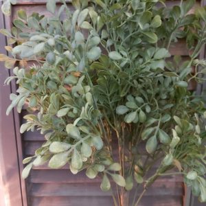 Brynxz – Lonicera – Kunstplant – Groen – 58cm