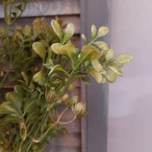 Brynxz – Lonicera – Kunstplant – Groen-Bronze – 58cm