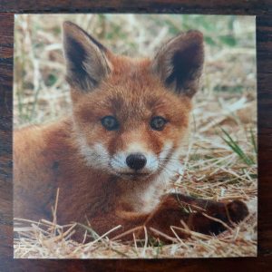 Dibond onderzetter – Jonge vos