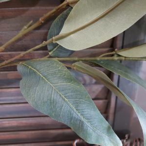 Countryfield – Kunstplant Eucalyptus S – Groen – L.3 B.17 H.103cm