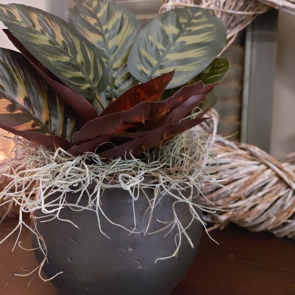 Vers gedroogd Tillandsia mos om mee te decoreren