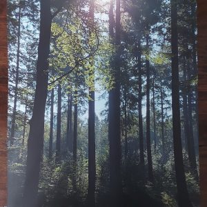 Poster 30x40cm – Bos met zonneschijn – Country Deco