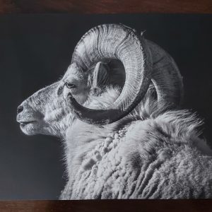 Poster 30x40cm – Ram – Country Deco