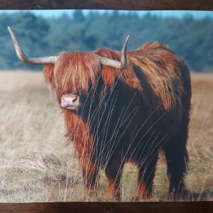 Poster 30x40cm – Schotse Hooglander – Country Deco