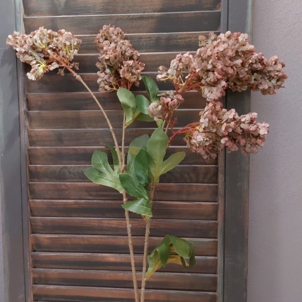 Pluimhortensia zijdenbloem met 5 volle bloemtrossen van Brynxz