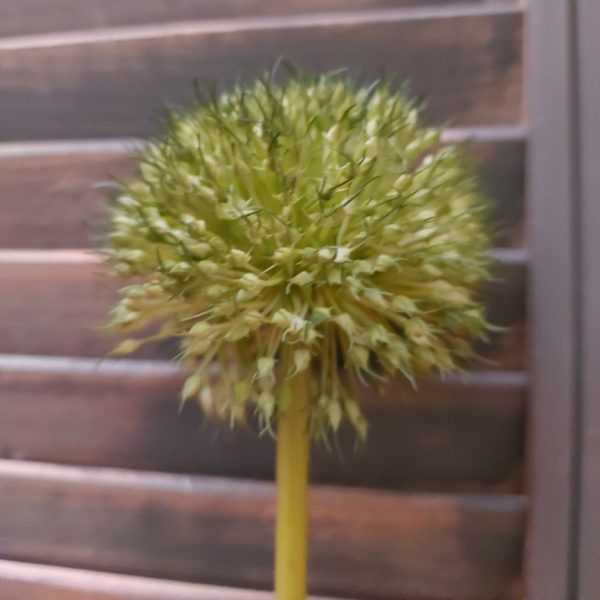 Groene Allium kunstbloem van Brynxz