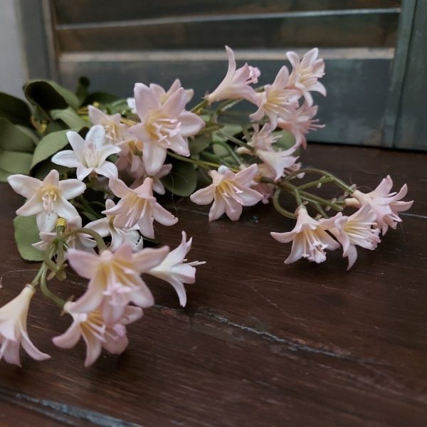 Campanula kunstbloem in een roze kleur, van het merk Brynxz. Bosje met 4 losse stelen.