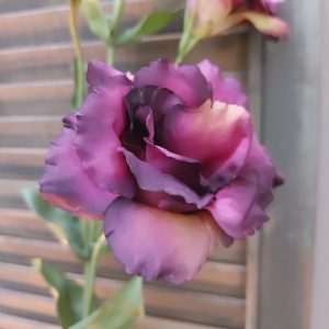 Countryfield – Lisianthus zijdenbloem – Donker paars – H.70cm