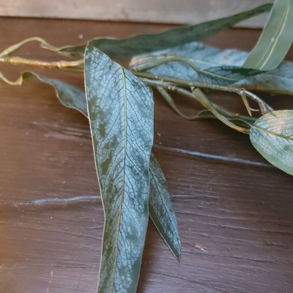 Zijdenbloem twijg eucalyptus met lang smal blad in een groene kleur, van het merk Countryfield.