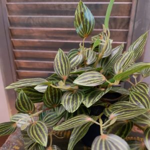 Countryfield – Kunstplant Peperomia – Groen – H.21cm