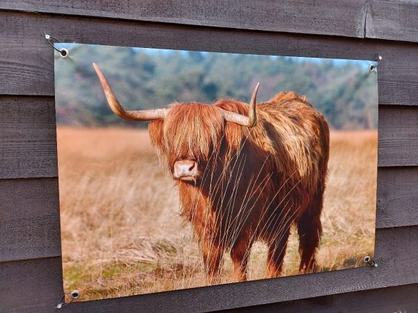 Tuinposter Schotse Hooglander op het Hijkerveld - Afbeelding 4