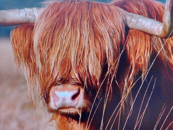 Tuinposter Schotse Hooglander op het Hijkerveld - Afbeelding 3