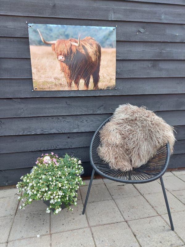 Tuinposter Schotse Hooglander op het Hijkerveld - Afbeelding 2