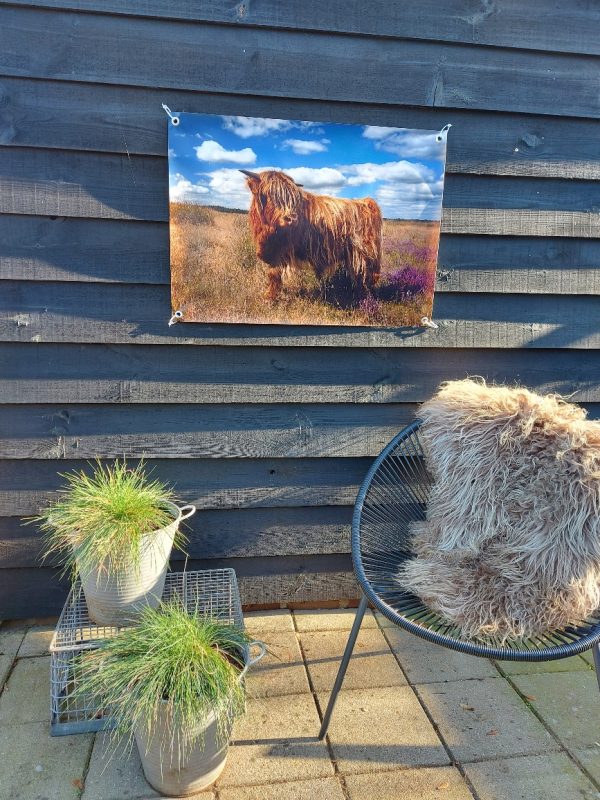 Tuinposter Schotse Hooglander op de heide - Afbeelding 4