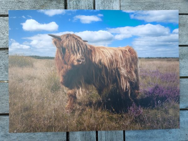 Placemat gelamineerd - Schotse Hooglander op de heide - Afbeelding 2