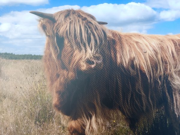 Placemat gelamineerd - Schotse Hooglander op de heide - Afbeelding 4