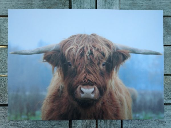 Placemat gelamineerd - Schotse Hooglander in de Herfst - Afbeelding 2