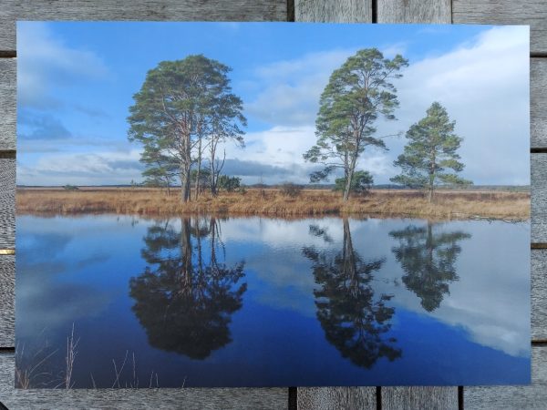 Placemat gelamineerd - Natuurlandschap in Bargerveen - Afbeelding 2