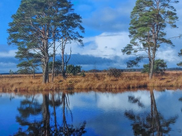 Placemat gelamineerd - Natuurlandschap in Bargerveen - Afbeelding 5