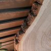 Countryfield - Boomstamschijf hout XL - Ø28cm - Afbeelding 6