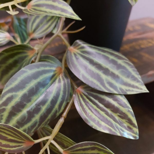 Countryfield - Kunstplant Peperomia - Groen - H.21cm - Afbeelding 5