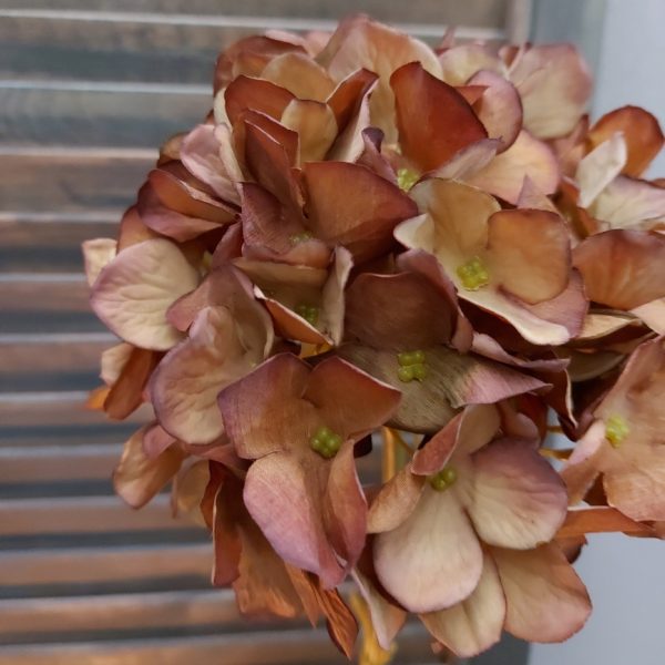 Countryfield - Zijdenbloem Hortensia - Bruin - H.46cm - Afbeelding 5