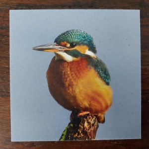 Onderzetter van kunststof met een ijsvogel, dubbelzijdig bedrukt.