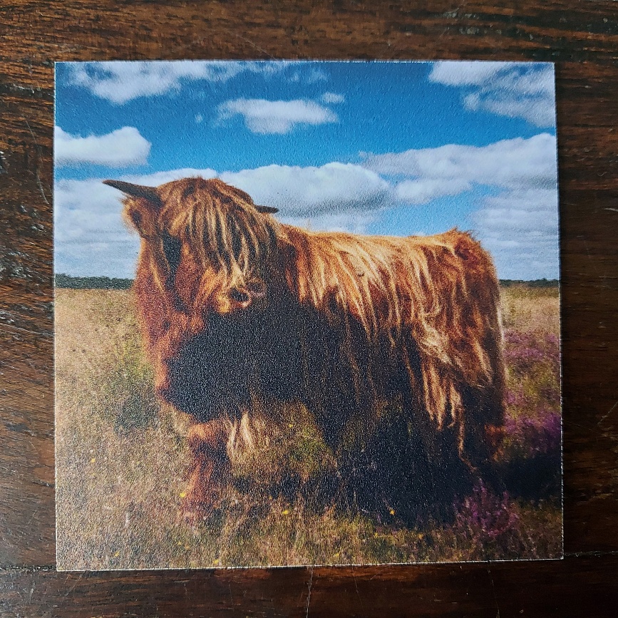 Onderzetter van kunststof met de afbeelding van een Schotse hooglander, dubbelzijdig bedrukt.