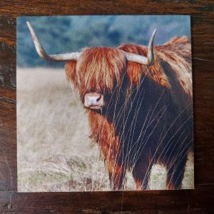 Onderzetter van kunststof met de afbeelding van een Schotse hooglander, dubbelzijdig bedrukt.