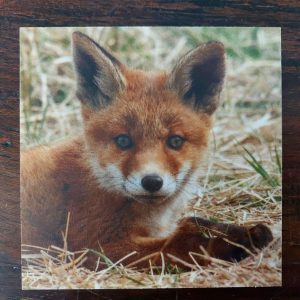 Onderzetter van kunststof met een jonge vos, dubbelzijdig bedrukt.