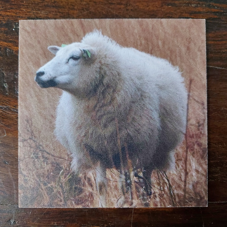 Onderzetter van kunststof met de afbeelding van een schaap, dubbelzijdig bedrukt.