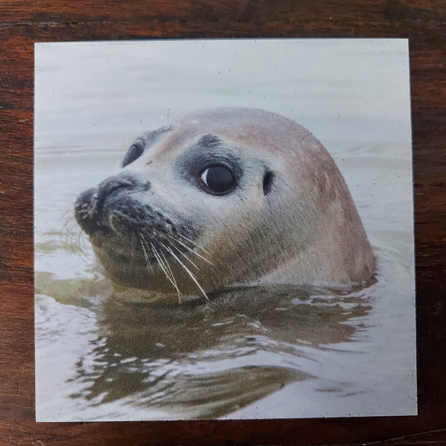 Onderzetter van kunststof met een zeehond, dubbelzijdig bedrukt.