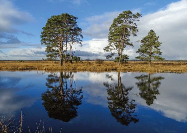 Placemat gelamineerd - Natuurlandschap in Bargerveen - Afbeelding 4